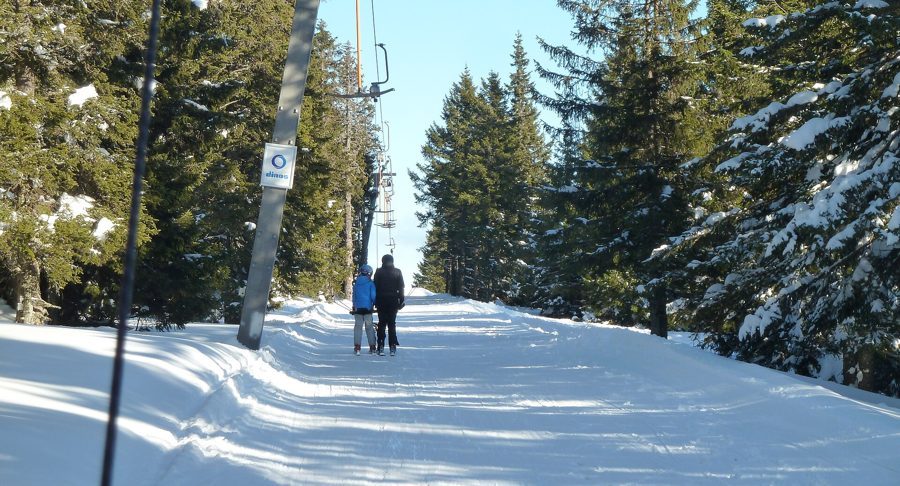 Rogla: proga ob žičnici med smrekami
